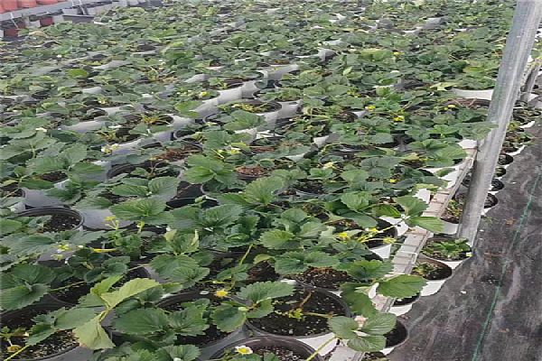 草莓苗的種植方法及管理 草莓苗的種植方法及管理