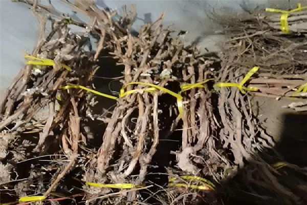 葡萄苗什么時候移栽比較好